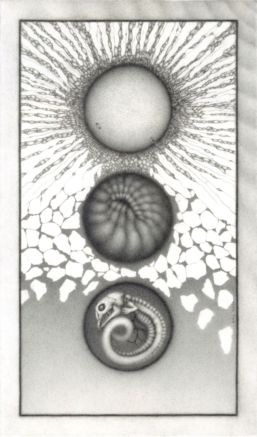 a pencil drawing of three circles representing fertilisation, development and extinction in a rectangular background
