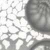 section of Pencil drawing with three circles in a rectangular background about fertilisation, development and extinction linking to a larger version
