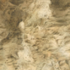 section of a brown painting linking to a larger version of the watercolour painting about growth and decay