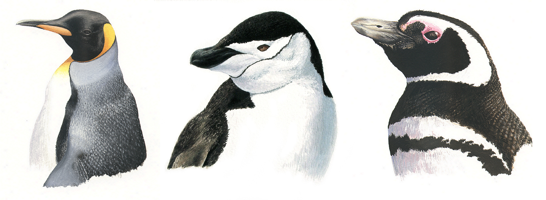 gouache painting of three penguins