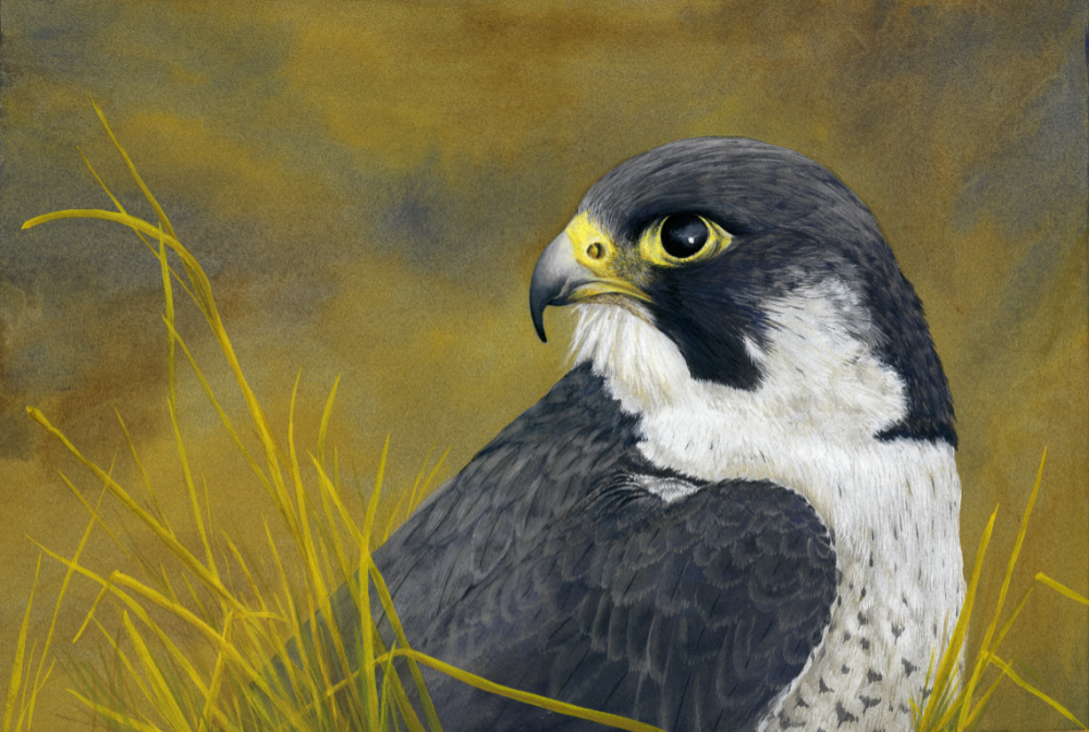 painting of a perefrin falcon looking over it's shoulder against a background of dry grass