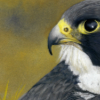 section of a painting of a peregrin falcon linking to a selection of artwork about the natural world