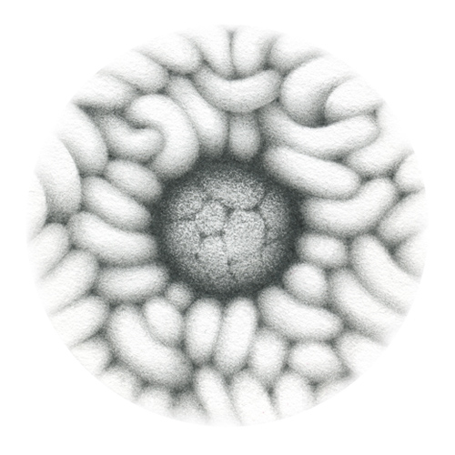 a laboratory filter paper with details drawn in pencil